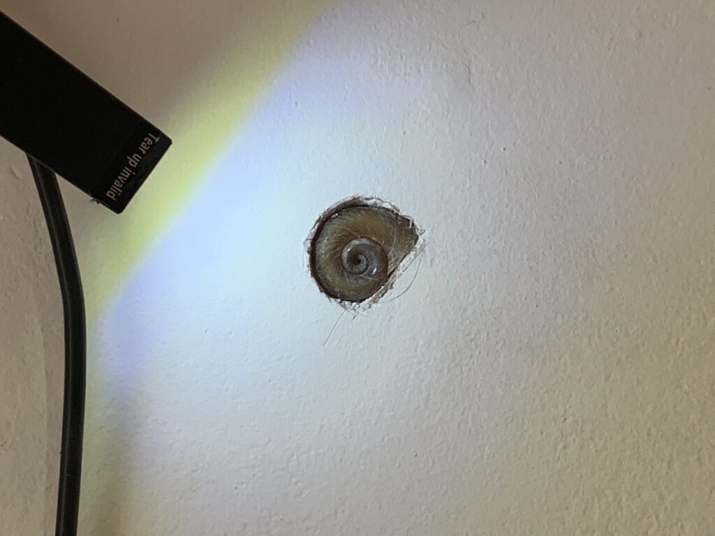Jon Gott, Heatseeker. Embedded snail shell, wall, lamp, electrical cord.